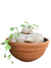 Translation missing: lt.sections.featured_product.gallery_thumbnail_alt