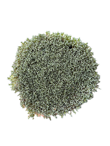Sagina subulata Arragorn Thread winter plant