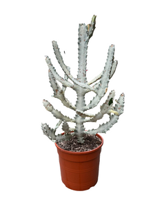 Euphorbia Lactea White Ghost