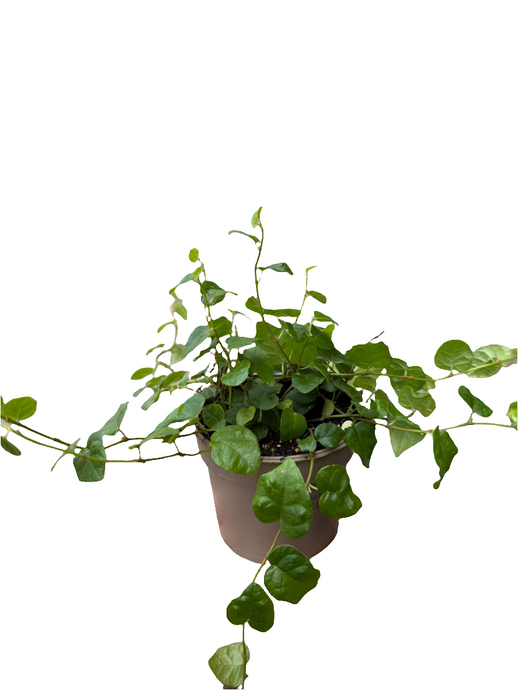 Vijoklinis fikusas Ficus Pumila