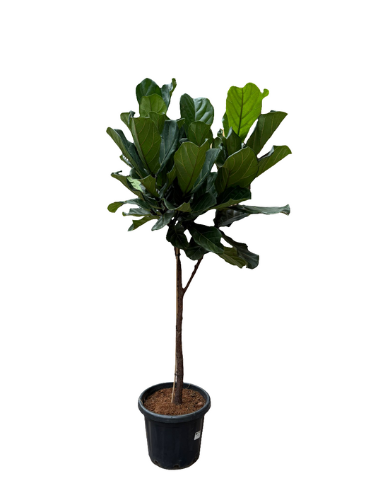 Ficus Lyrata 210cm