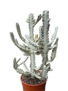 Euphorbia Lactea White Ghost