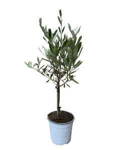 Olea Europea
