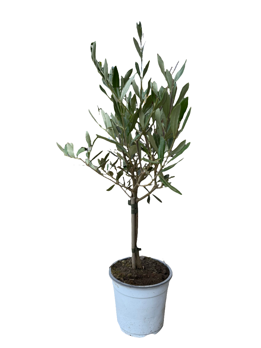 Olea Europea