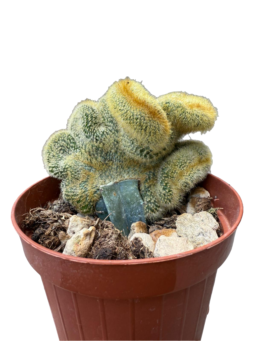 Weberbauerocereus Johnstonii Cristata