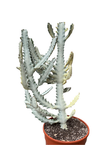 Euphorbia Lactea White Ghost