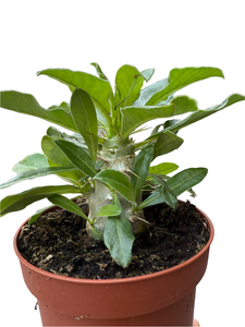 Tukvis Pachypodium Saundersii