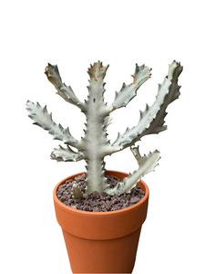 Euphorbia Lactea White Ghost