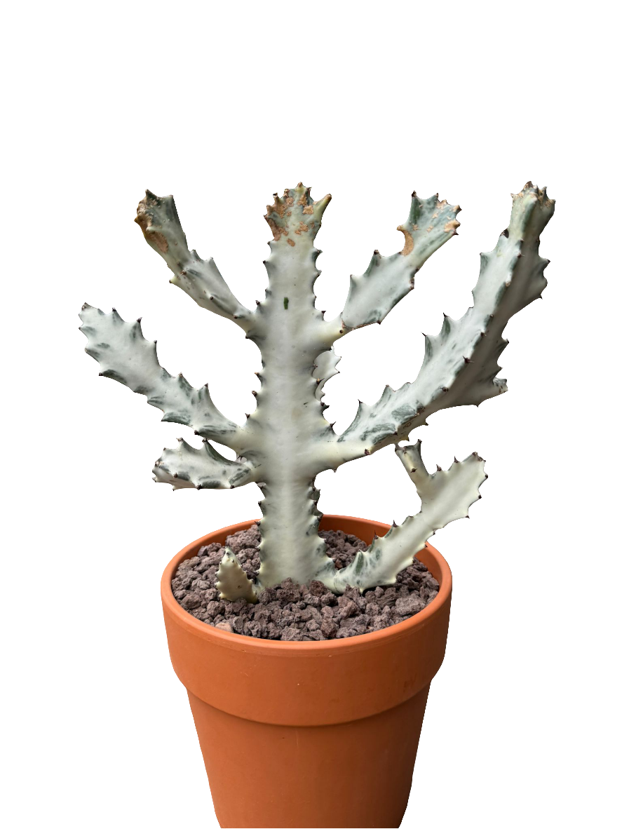 Euphorbia Lactea White Ghost