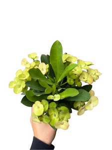 Karpažolė Euphorbia millii Neptunus