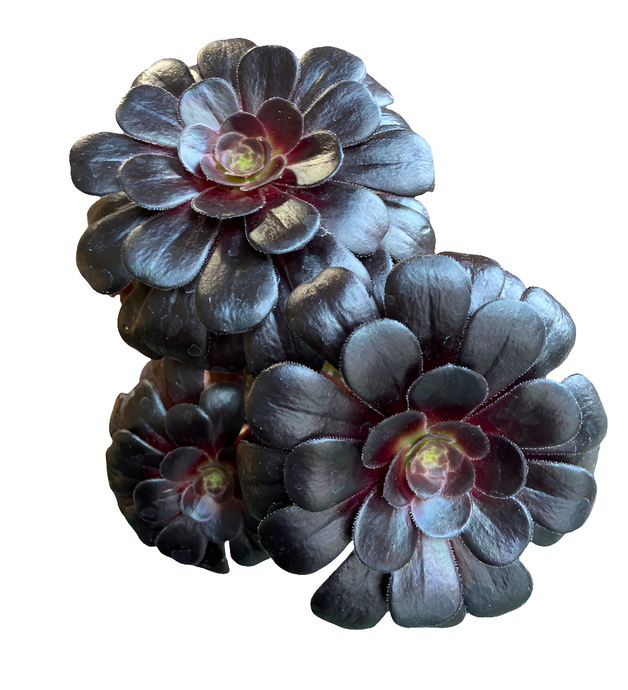 Ramdis Aeonium Nigrum