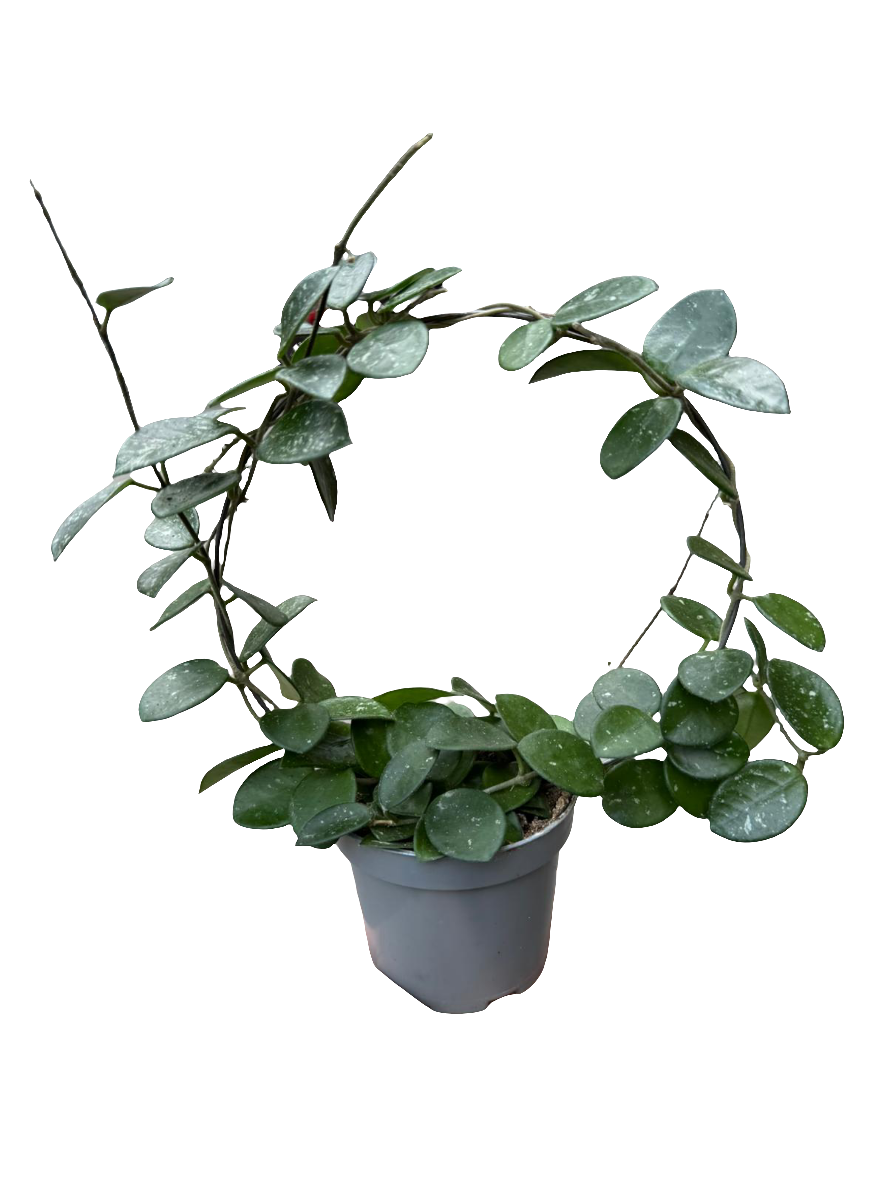 Hoya Mathilde