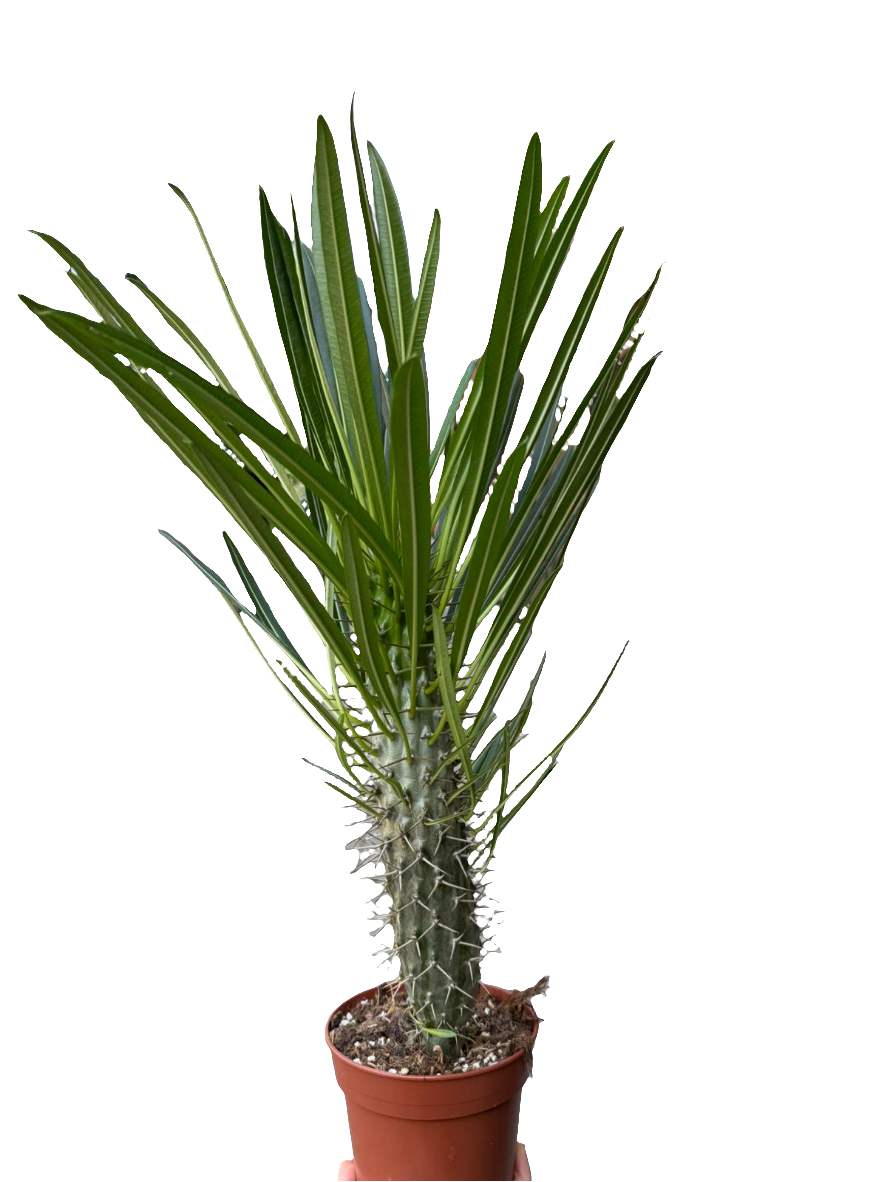 Pachypodium Lamerei Tukvis (Madagaskaro palmė)