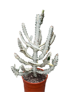 Euphorbia Lactea White Ghost