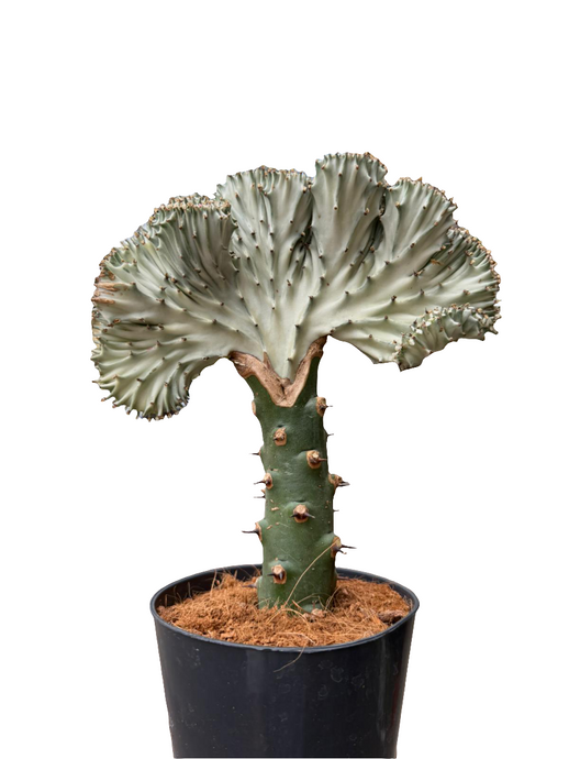 Euphorbia Lactea cristata