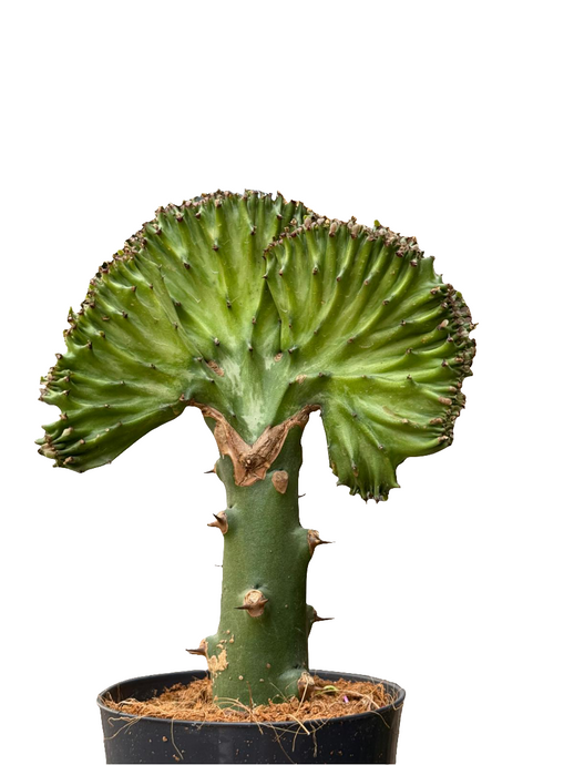 Euphorbia Lactea cristata