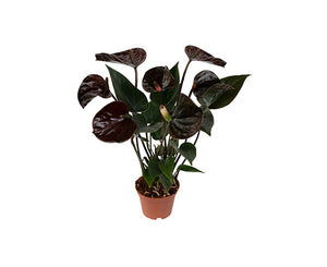 Antūris Anthurium Black love