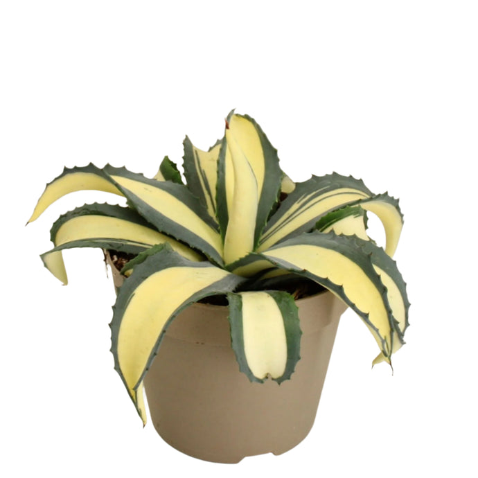 Agava Agave americana Mediopicta Aurea