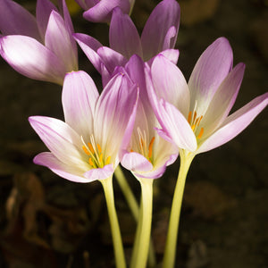 Colchicum Giant Vėlyvis