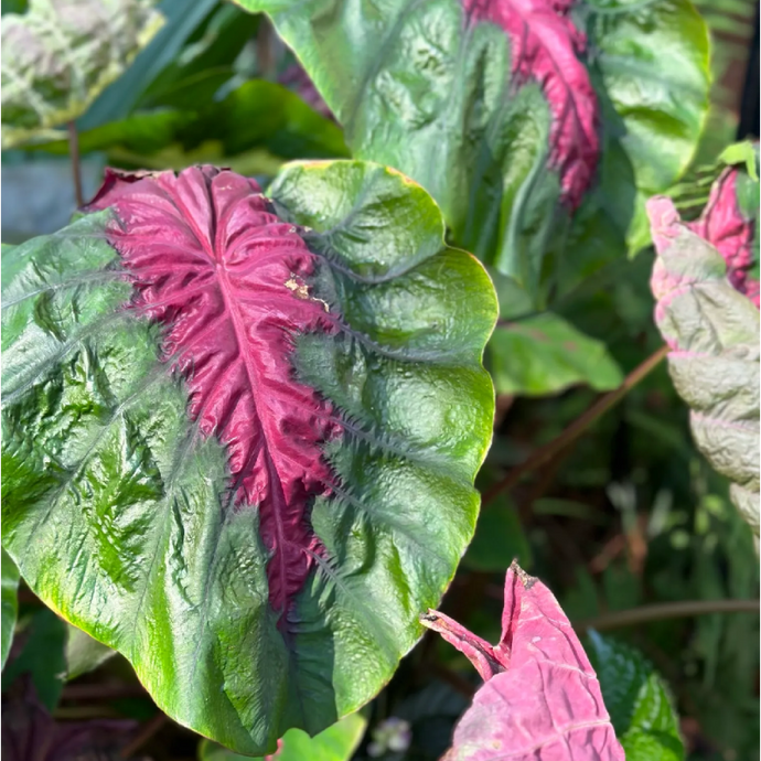 COLOCASIA ESCULENTA (ELEPHANT EAR) 'TEA CUP'