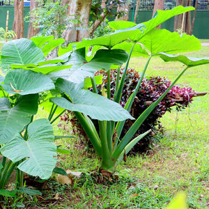 COLOCASIA ESCULENTA (ELEPHANT EAR) 'BLACK MAGIC'