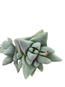 Crassula cornuta