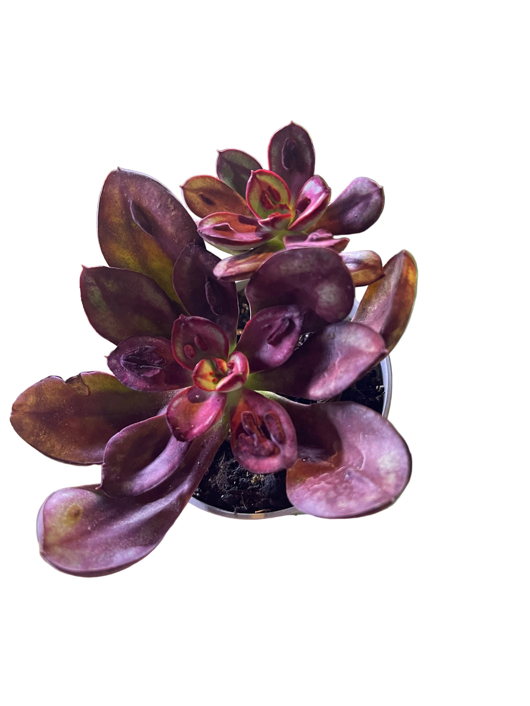 echeveria nodulosa benitsukasa cigono darzas