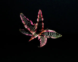 Cryptanthus Bivitatus “Elaine”