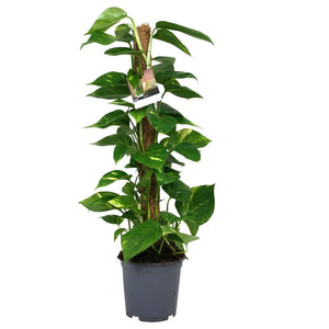 Epipremnum pinnatum  80cm