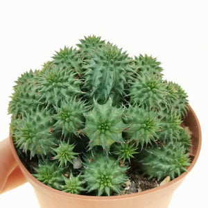 Euphorbia Susannea