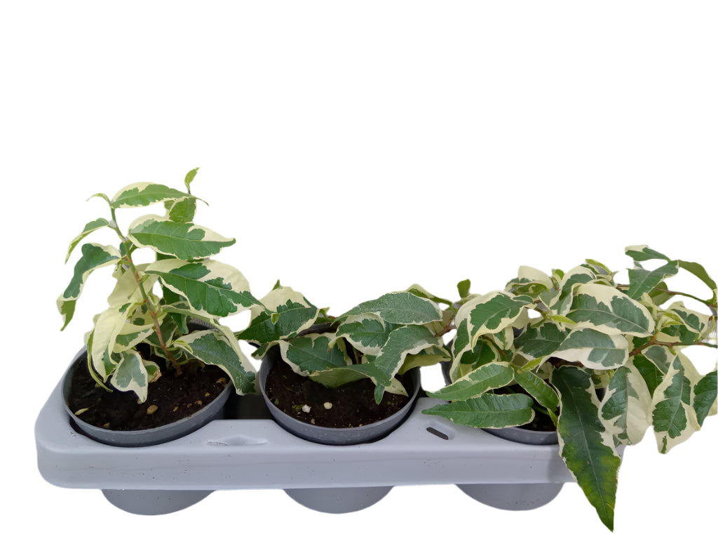 Ficus sagittata Radicans