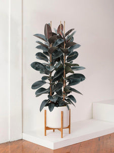 Ficus elastica Abidjan 90cm 3 pcs.