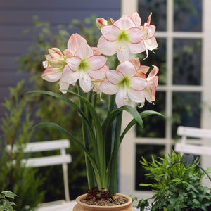 Meilenis Amaryllis Picottee