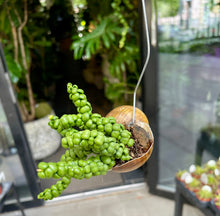 Translation missing: lt.sections.featured_product.gallery_thumbnail_alt