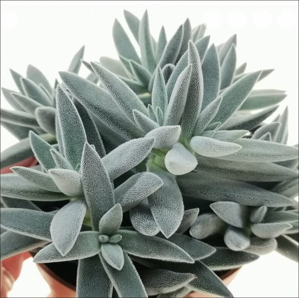 silver pagoda succulent Crassula Silver Spark – Gipsygarden