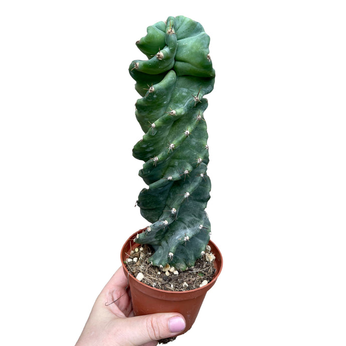 Cereus Jamacaru forbesii Spiralis