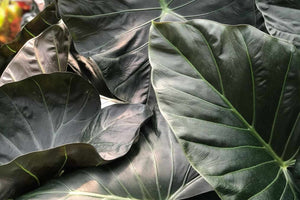 Alocasia Regal Shields 35Ø 135cm