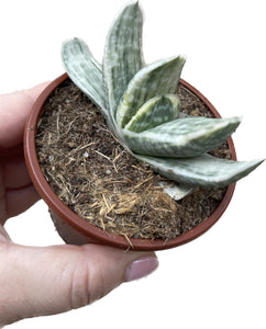 Gasteria Cv. Sakura Fuji White Variegata