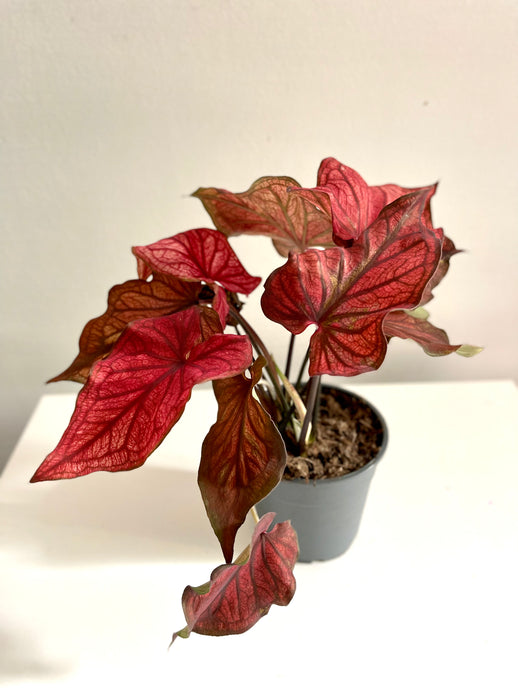 Caladium Red flame