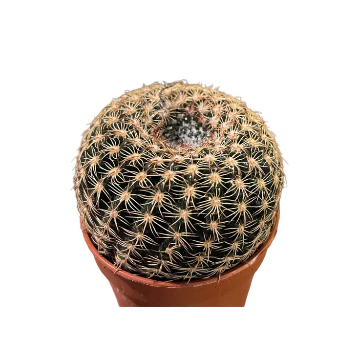 Notocactus Elegance