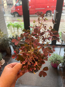 Oxalis Plum crazy