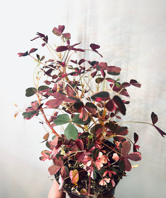 Oxalis Plum crazy