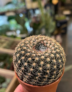 Notocactus Elegance