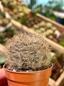 Neoporteria Senillis