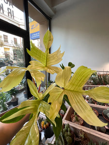 Philodendron Florida Ghost