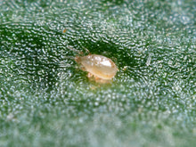 Translation missing: lt.sections.featured_product.gallery_thumbnail_alt