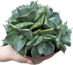 Agave Potatorum compacta