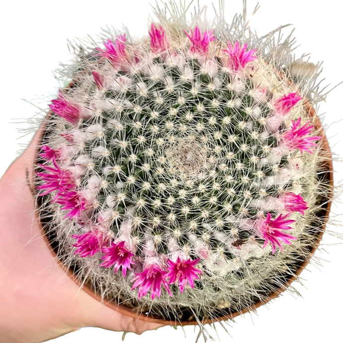 Mammiliaria Hahniana Old lady cactus