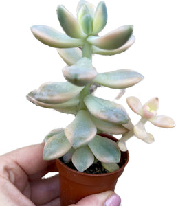 Sedum clavatum variagata