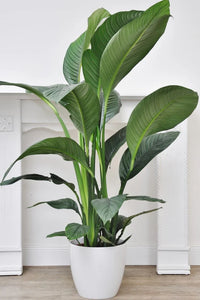 Spathiphyllum Sensation